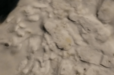Flashback to that one snowy night when I was stalked by a dangerously fluffy creature. 🐇😱