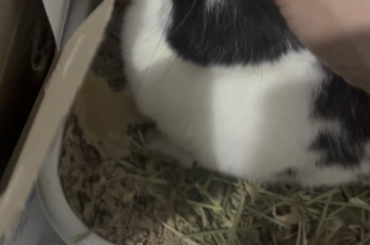 Love this bunny so much