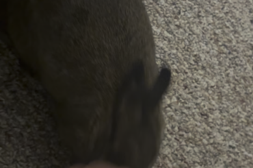 Why does she always make these noises when I pet her
