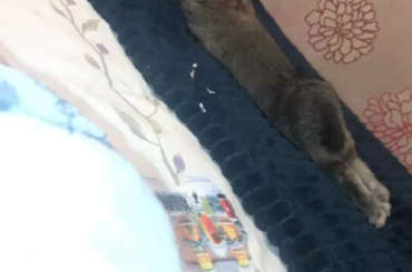 My rabbits got curves for days 🤣