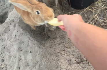 I may have to have a serious discussion with Comrade Bun on the topic of manners.