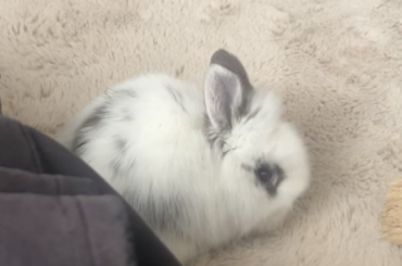 Found a rabbit in my garden. Would appreciate help identifying it!