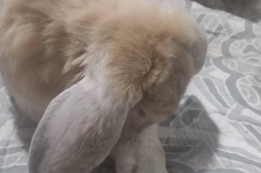 Do rabbits usually dislike ear rubs?
