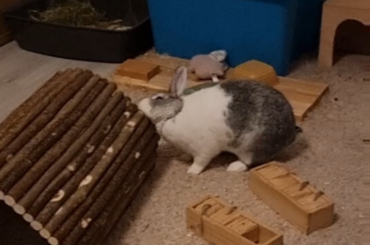 Sudden territorial fights because of new tunnel?