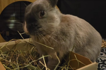 got a new hay for our picky boy (oreo) but I gave some to cloudy (my boy) and I think hes obsessed!!