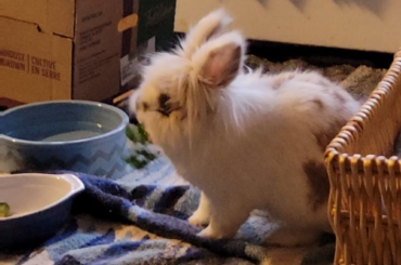 Just Kai eating some parsley.