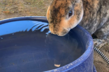Thirsty Bun