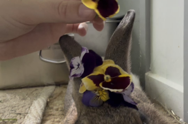A flower crown for the queen of my heart