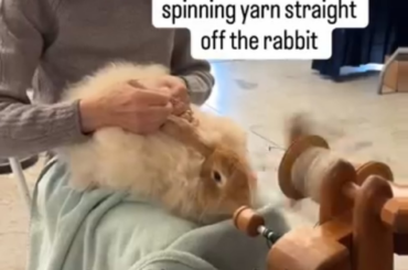 How are rabbits real ☺️🐇?