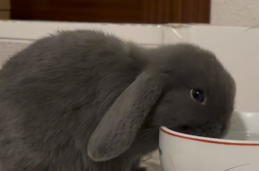 Anyone else have to wait for their bun to finish their post-water grooming session? So cute! 🥰
