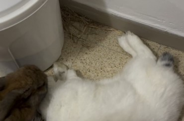 just taking a nap