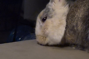 couch licking?