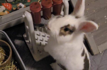 Something new to keep the bun busy