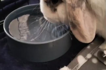First expeiance bonding rabbits