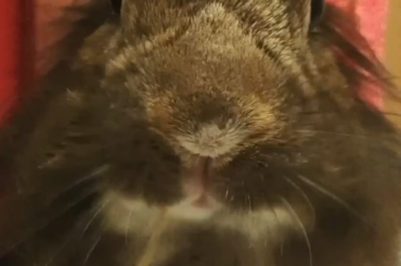 Hooman! Volume up and listen to me!