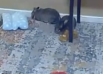 Lady, that is not how you use the flopping pillow