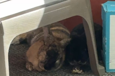 is my bunny dreaming?