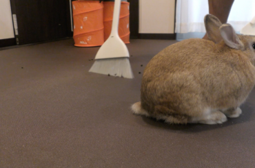 🐰+😪＝💩