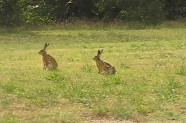 what type of bunnies are these?