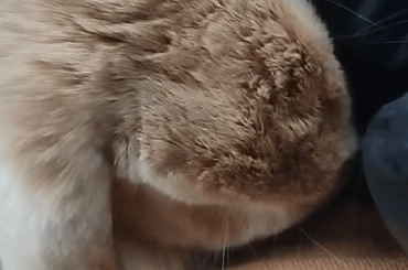 What is my bunny doing?