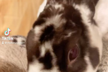 Meet chip