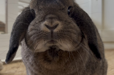 My 🐰 did a mini woof