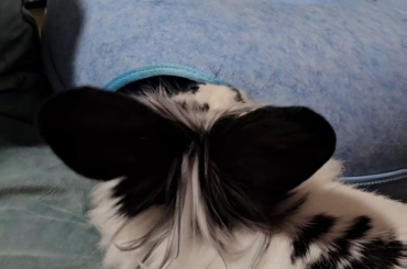 My old rabbit didnt care for this thing, but im glad I kept it cause my new bunny loves it!