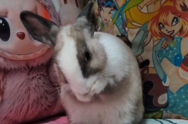 wash my belly