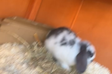 Pictures of a passed away pet