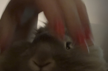 The life of a dustbunny