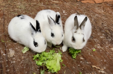 Socializing baby rescues with snack bribes! Meet Eeyore, Tigger, and Rue :)