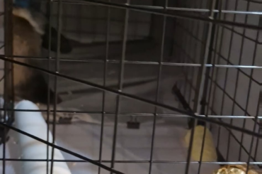 Is this normal for a bunny to scratch at the ground and pull and push everything?