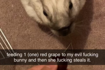 Evil bnuuy thief