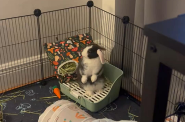 New bunny. Breed Id?