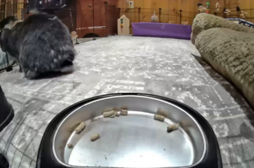 Need advice on breaking pellets