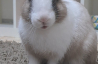 Vanilla doesn't bite you, she judges you.
