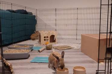 evening zoom and groom with merry and pippin!