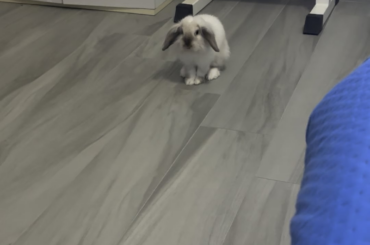 hop!!!