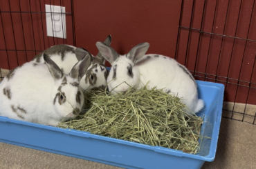 When cleaning is done and you get your hay back
