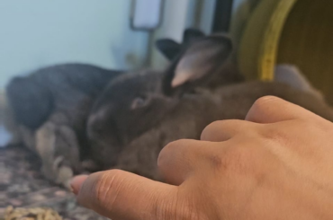 The only way they'll let me pet them