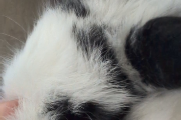 am i reading him wrong, or does my bunny like getting his face squished?