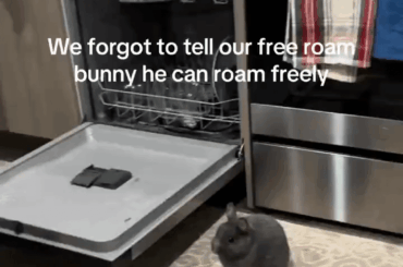 This bunny is too cute 🥹 (NOT my video)