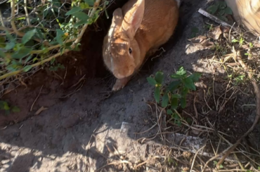 Have to give his little booty a shake.