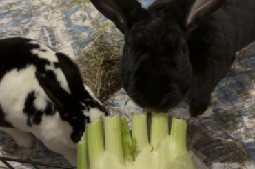 They worship the fennel bulb