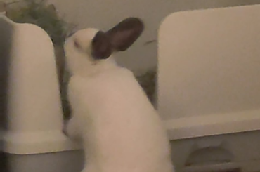 Why does she do this?