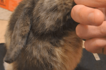 Cleaning hooman's hand