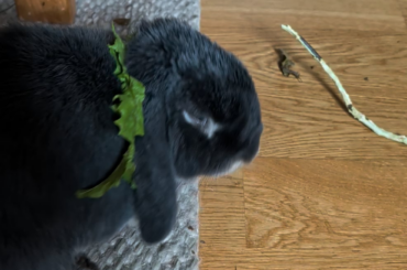Looking for that yummy stuff