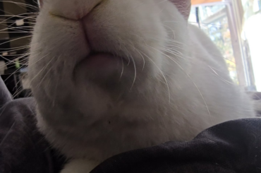 Mochi mouf during pets