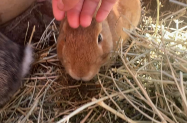 Comrade Bun is just the best! Lola Bun might never be best friend bun but I love her saucy little self too! She didn’t thump her foot at me today and that’s like I love you from her. Progress.