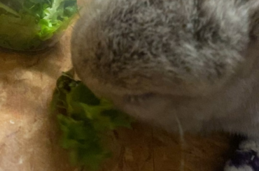How I got a “disabled”? Bunny